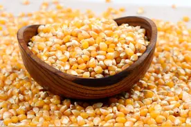 1只羊1天饲喂多少玉米合适？困扰养殖户许久的难题，圆满解决图片