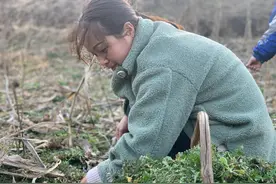 今天挖到荠菜“窝”了，农村人告诉你最容易挖到荠菜的5个地方图片