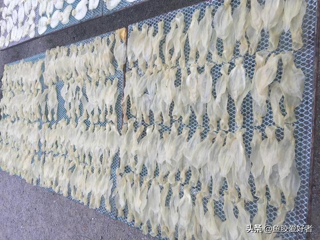 花胶贵还是鱼胶贵 2025年花胶贵还是鱼胶贵一点