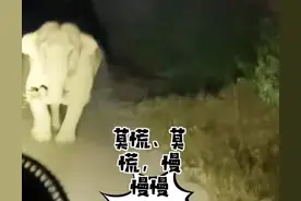 云南一货车司机半夜遇到大象袭击，冷静自救，开车遇到动物怎么办图片