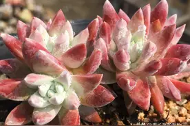 多肉仙女杯白菊什么季节换盆好？现在正是时候，天冷再换不好服盆图片