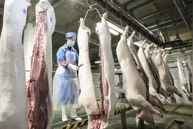 江苏淮安：屠宰生猪 供应市场图片