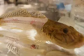 日本人独创“骨泳”，为啥鱼的肉已被剃掉，却还活着？图片