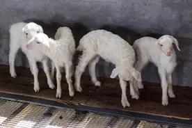 要想养羊效益好，羔羊育肥很重要图片