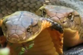 眼镜王蛇“兽性大发”？交配长达一小时，稍不小心，雌蛇就被吃了图片