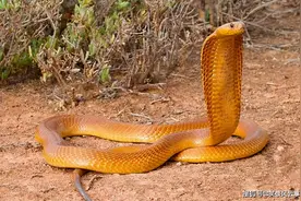 黄金眼镜蛇作为非洲毒蛇二哥，吃完鼓腹巨蝰，接着吃黑曼巴蛇图片