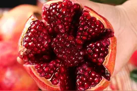 24个石榴品种的抗寒性评价图片