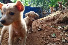 古人没狂犬疫苗，被狗咬了咋办？中医早有土方，已流传1800年图片