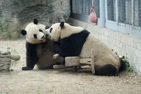 北京动物园：大熊猫双胞胎姐妹 嬉戏打闹惹人爱图片