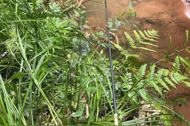 贵州钓鱼人在小水沟里钓起许多斑点鱼，钓鱼人：五彩斑斓不敢吃图片