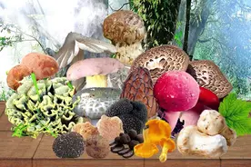 云南省野生十大名菌图片