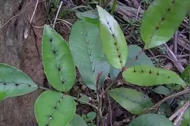 农村一野草，叶子两边长刺，摸不得，殊不知价值很珍贵图片