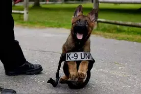 看完这些可爱的小警犬，连上班的心思都没有了图片