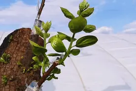 柿子树嫁接成活率低，主要是水惹的祸，做到这一步骤，成活率倍增图片