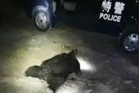 四川黑熊伤人事件后续怎样了？幼熊被击毙，母熊至今无迹可寻图片