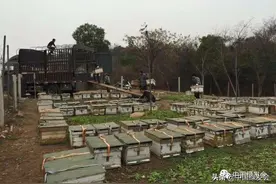 万分紧急求大家救救养蜂人，四川湖北等地蜂农仍存在梗阻待解决图片