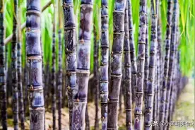 秋季买甘蔗，节长好还是节短好？果农：甜不甜要认准“这4点”图片