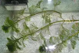 野生水草可否放到鱼缸饲养，野外的石头、小鱼等，需要如何处理？图片