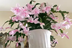 5种“氧气花”，夜晚释放氧气，吸收二氧化碳，都是净化空气能手图片