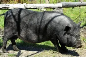 怀孕母猪后期做好这几点，母猪不便秘 奶水足 产程短有力图片