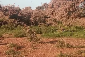 蝗虫是三大天灾之一，目前形成的200万亿只蝗虫靠油炸能解决吗图片