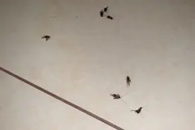 蛐蛐“爬”上楼扰民 大庆专家来支招图片