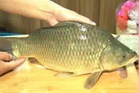 上海崇明钓到约半米长鲫鱼王！长约50厘米，重约4斤图片