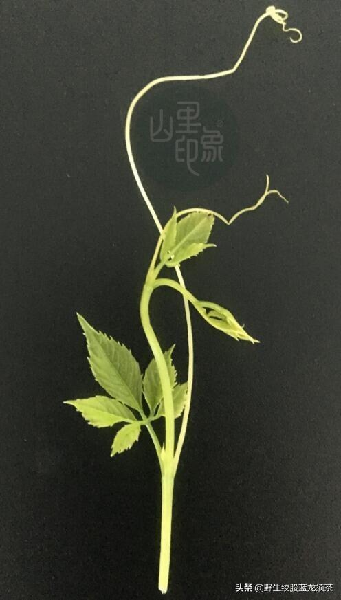 胶股篮花能泡水喝吗 2026年胶股蓝泡茶怎么作用 胶股篮花能泡水喝吗 2026年胶股蓝泡茶怎么作用