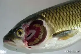 鱼类常见细菌性疾病的简单概述图片