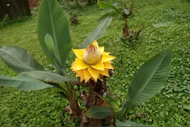 春节用什么鲜花绿植装饰家？高贵典雅的地涌金莲，有如冥想之境图片