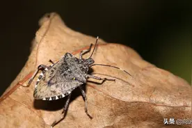 广东臭虫，让人胆战心惊图片