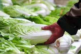 喷了“甲醛”的白菜怎样辨认？老菜农：认准这3点，再买错不了图片