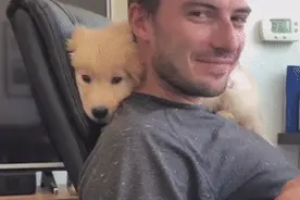 养什么狗都好，就是别养金毛，这家伙太粘人了图片