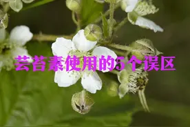 芸苔素的5种错误使用方式，不仅没有效果，甚至会引发药害图片