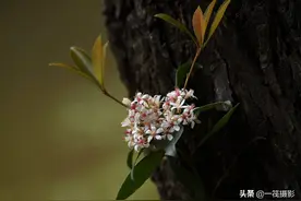 被人忽略的野花——春花树，它才是真正的春花图片