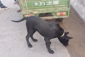 河南：700块，看家大黑狗上了狗肉车，大妈：这个大好狗，可惜了图片