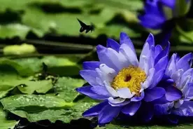 7种蓝色的绿植花卉，适合冷静与治愈的夏天图片