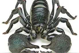 海洋堂玩具高度写实造型生物可动模型REVO GEO系列新品图片