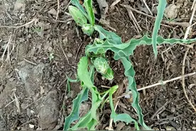 鸦葱——羊犄角菜图片