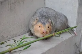 食竹得名，曾卖300元/只，如今成禁养名单，养殖户：谁来赔偿图片