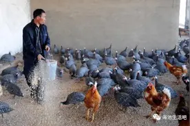 渑池史话之五十六：吃野味图片