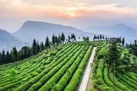 吸氧纳凉，伸手触云！来乐山这里住童话树屋，看日出云海！图片