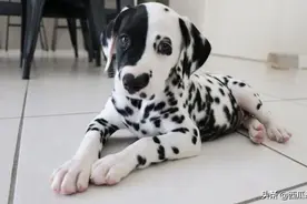 最新研究发现，狗的性格会随着年龄发生变化图片