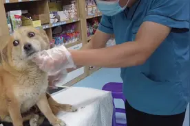 东北：重病流浪狗躲废品收购站，小伙：抱起的那一刻只想让它活着图片