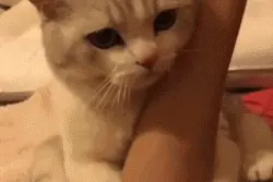 “婆婆趁我上班时，把我的3只猫都丢了，我该离婚吗？”图片