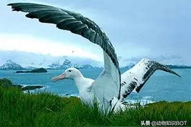 “睡着了也能飞的鸟”，翼展高达3.7米，一飞5年不落地图片