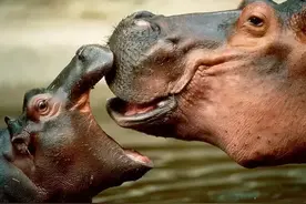 吃草的河马为何不怕吃肉的鳄鱼，河马：真当我是吃素的？图片