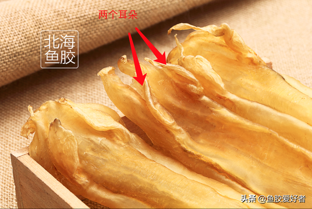 北海鱼胶和赤嘴的区别 2026年北海鱼胶和赤嘴鱼胶哪个好