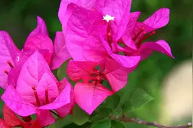 三角梅开花后需要修剪吗图片