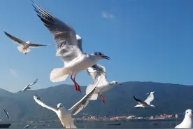 冬季到昆明看海鸥，这是一道独特的风景，猜想是不会让你失望的图片
